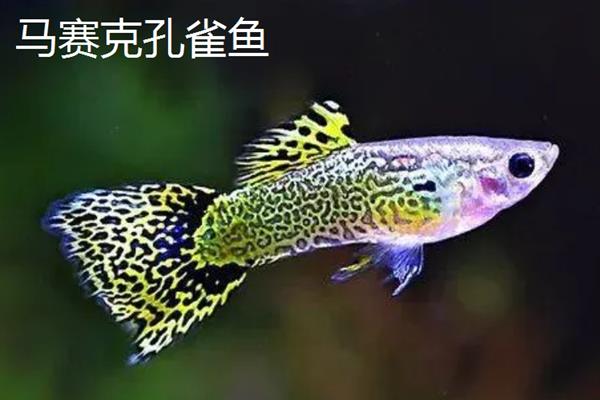 孔雀鱼有多少品种，常见的有草尾、马赛克、礼服等