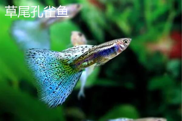 孔雀鱼有多少品种，常见的有草尾、马赛克、礼服等