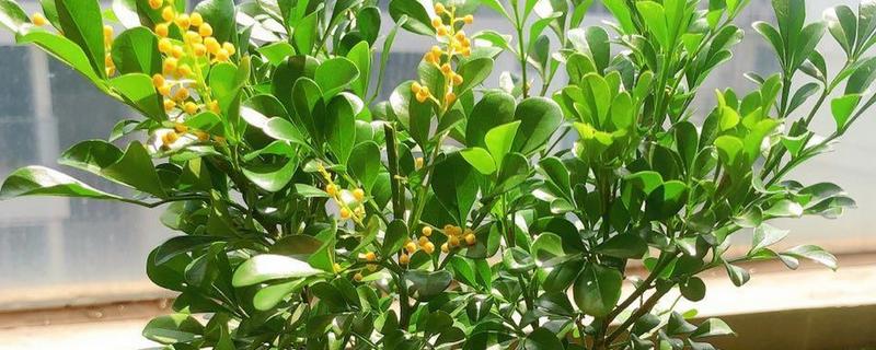 米兰有什么花语，有生命就会开花