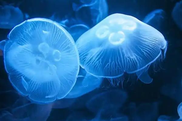 水母会不会放电，身体结构无法产生电流