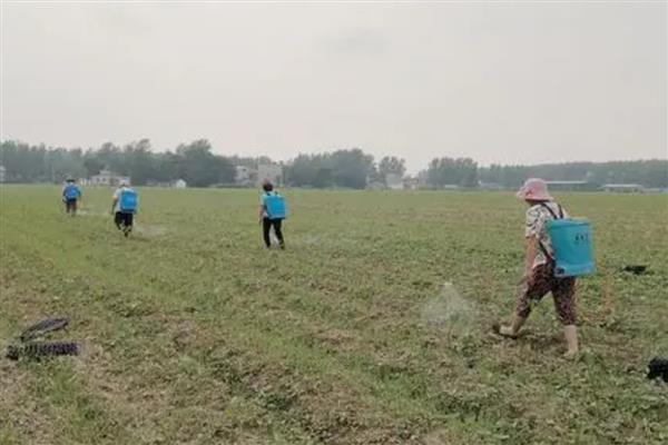 冬季打农药要注意什么，在晴天高温时段用药效果更好