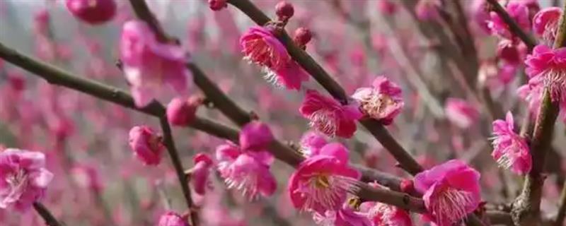 梅花有什么品质，象征坚韧不拔、英勇无畏、谦虚礼让