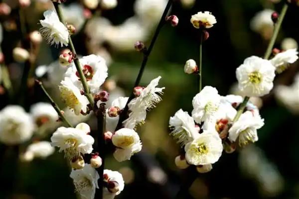 梅花有什么品质，象征坚韧不拔、英勇无畏、谦虚礼让