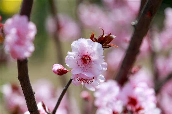 梅花有什么品质，象征坚韧不拔、英勇无畏、谦虚礼让