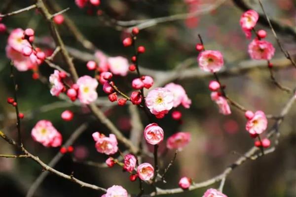 梅花有什么品质，象征坚韧不拔、英勇无畏、谦虚礼让