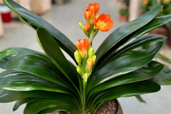搬家适合送什么花，可选择君子兰、牡丹花等品种
