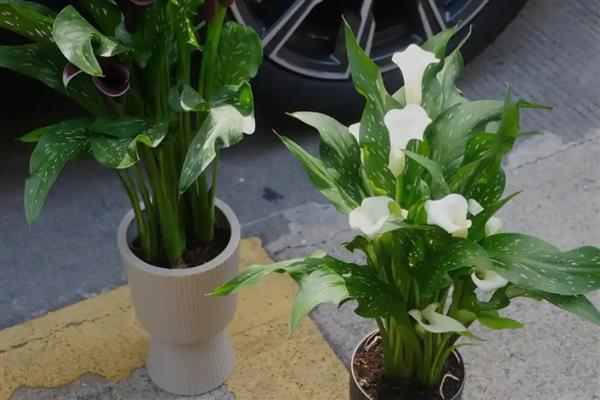搬家适合送什么花，可选择君子兰、牡丹花等品种