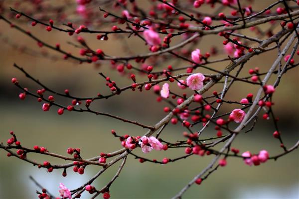 梅花有什么品质，象征坚韧不拔、英勇无畏、谦虚礼让