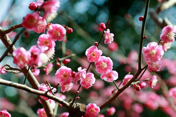 梅花有什么品质，象征坚韧不拔、英勇无畏、谦虚礼让