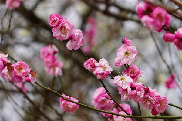 梅花有什么品质，象征坚韧不拔、英勇无畏、谦虚礼让