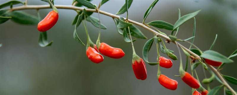 枸杞如何播种种植,种植前需浸种处理