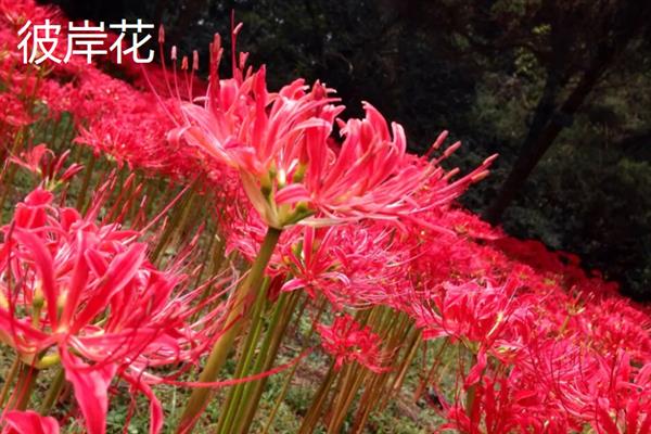 黑暗之花有哪些，常见彼岸花、双生花、黑百合等品种