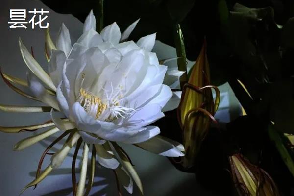 黑暗之花有哪些，常见彼岸花、双生花、黑百合等品种