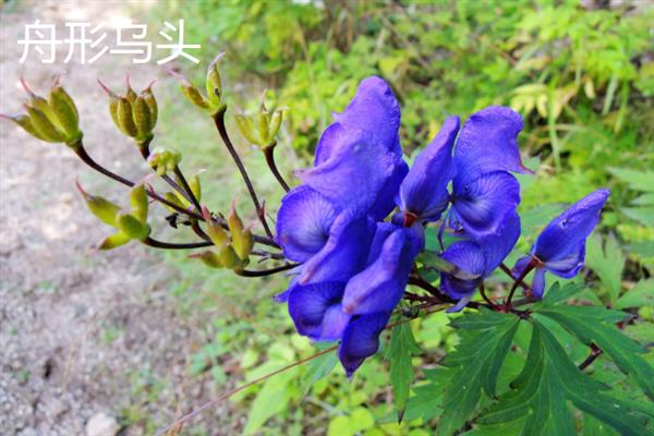 黑暗之花有哪些，常见彼岸花、双生花、黑百合等品种