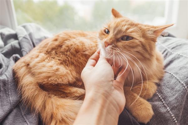 猫咪喜欢被人摸的部位，主要有头部、背部、下巴等位置