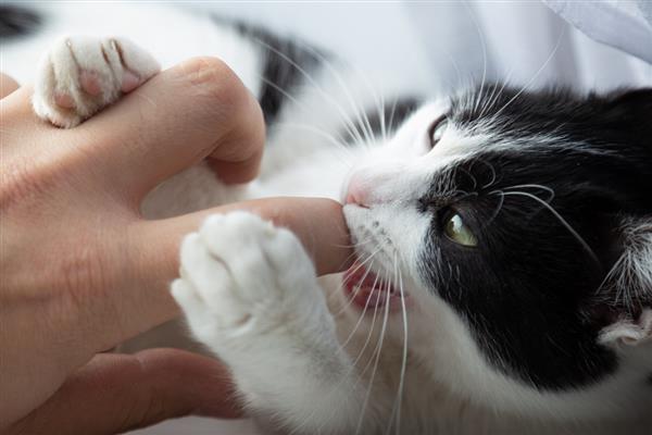 猫咪喜欢被人摸的部位，主要有头部、背部、下巴等位置