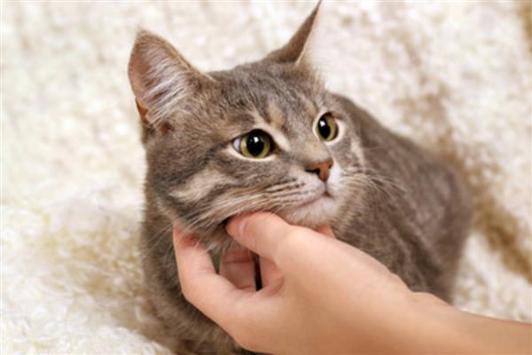 猫咪喜欢被人摸的部位，主要有头部、背部、下巴等位置