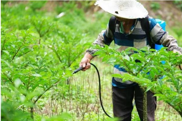 魔芋种植怎么使用底肥，需要在栽种魔芋之前进行