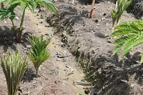 魔芋种植怎么使用底肥，需要在栽种魔芋之前进行