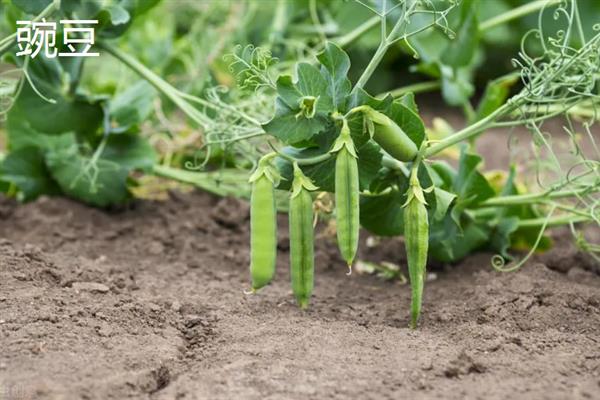 哪些植物可以自身传播，常见豌豆、凤仙花、油菜等品种