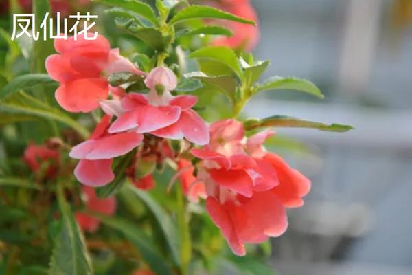 哪些植物可以自身传播，常见豌豆、凤仙花、油菜等品种