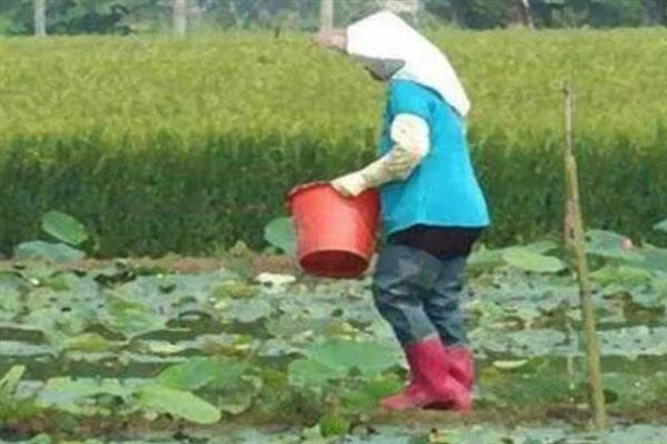 种莲藕用什么肥，基肥一般选择人畜粪肥、硫酸钾等
