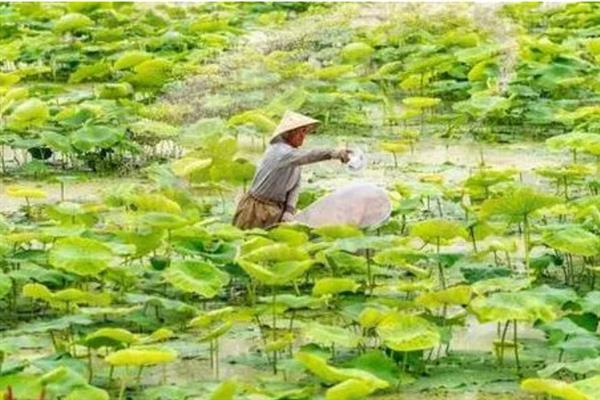 种莲藕用什么肥，基肥一般选择人畜粪肥、硫酸钾等