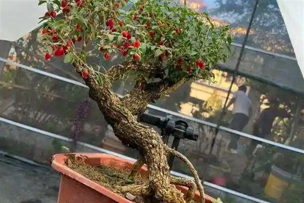 枸杞如何播种种植，种植前需浸种处理