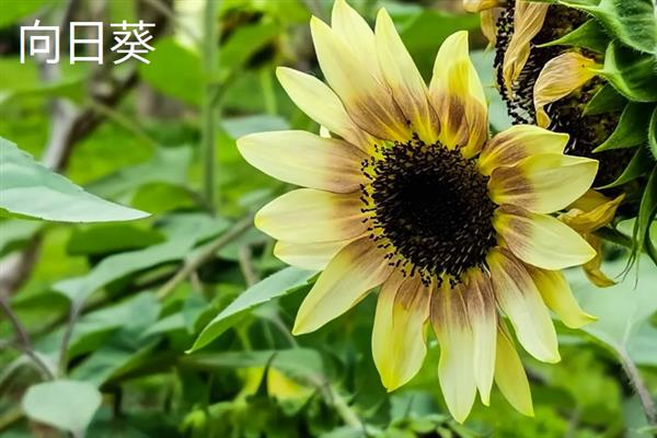 哪些植物可以自身传播，常见豌豆、凤仙花、油菜等品种