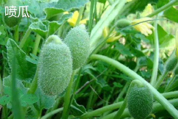 哪些植物可以自身传播，常见豌豆、凤仙花、油菜等品种