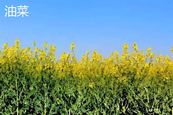 哪些植物可以自身传播，常见豌豆、凤仙花、油菜等品种
