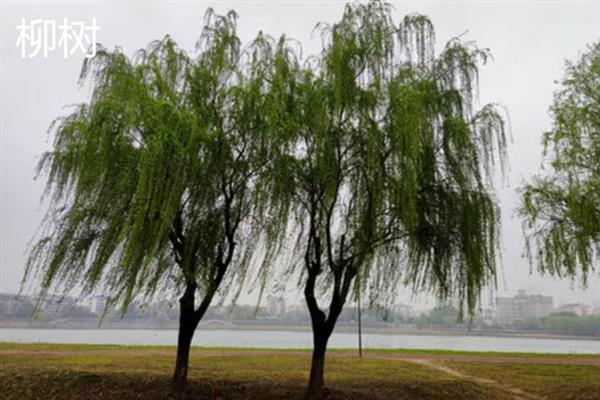 哪些植物可以自身传播，常见豌豆、凤仙花、油菜等品种