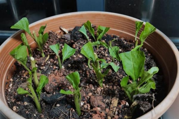 枸杞如何播种种植，种植前需浸种处理