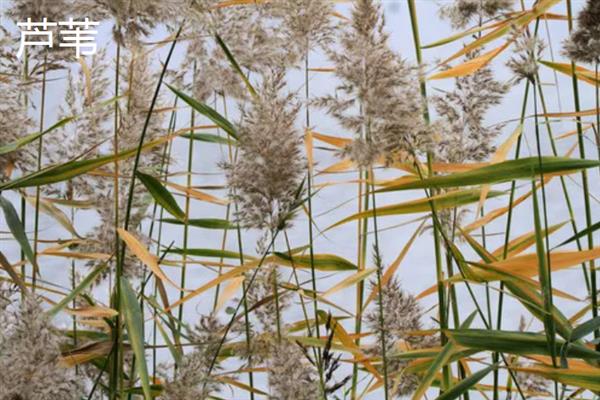 哪些植物可以自身传播，常见豌豆、凤仙花、油菜等品种