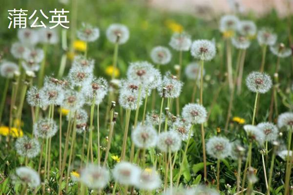 哪些植物可以自身传播，常见豌豆、凤仙花、油菜等品种