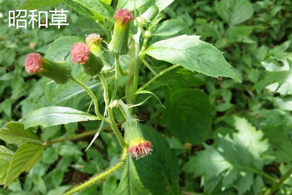 哪些植物可以自身传播，常见豌豆、凤仙花、油菜等品种