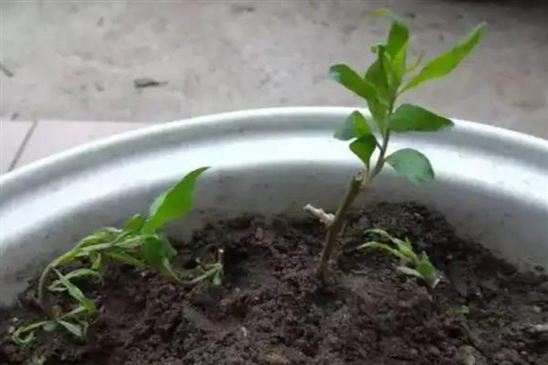 枸杞如何播种种植，种植前需浸种处理