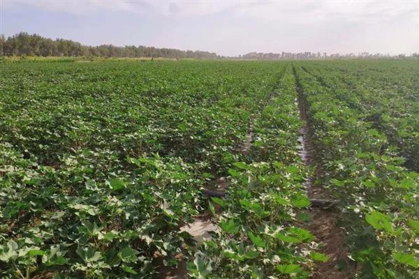 什么土壤适合种植棉花，以土层深厚肥沃、排灌良好的砂质或黏质壤土地块为宜