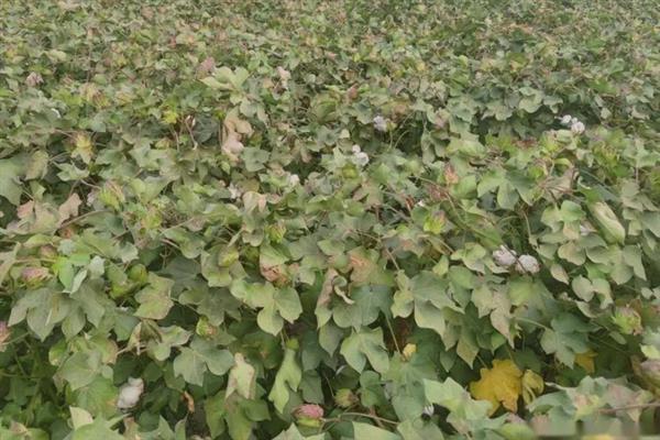 什么土壤适合种植棉花，以土层深厚肥沃、排灌良好的砂质或黏质壤土地块为宜