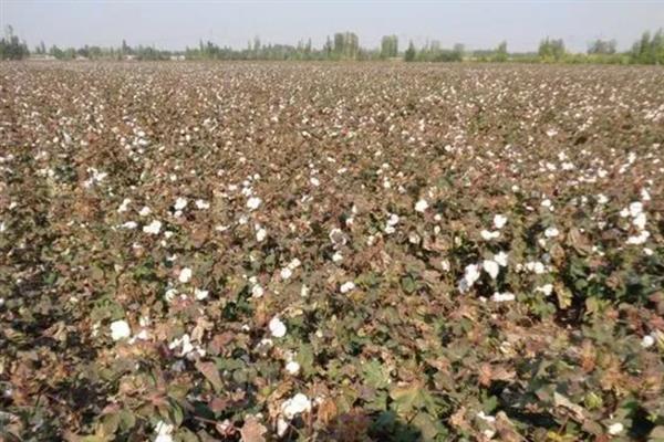 什么土壤适合种植棉花，以土层深厚肥沃、排灌良好的砂质或黏质壤土地块为宜