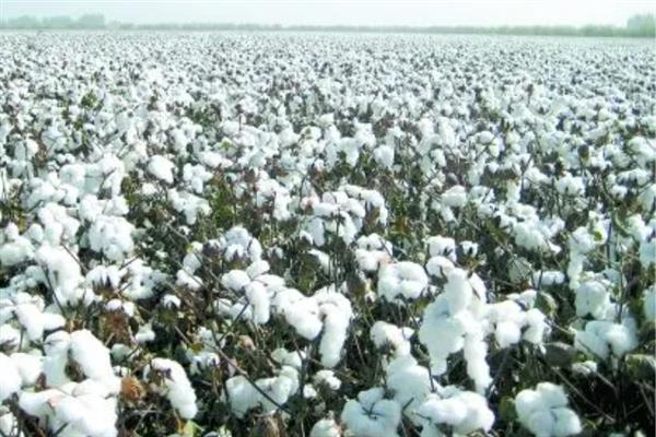 什么土壤适合种植棉花，以土层深厚肥沃、排灌良好的砂质或黏质壤土地块为宜