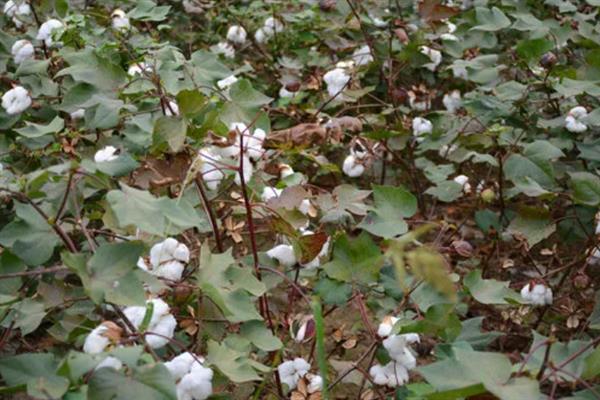 什么土壤适合种植棉花，以土层深厚肥沃、排灌良好的砂质或黏质壤土地块为宜
