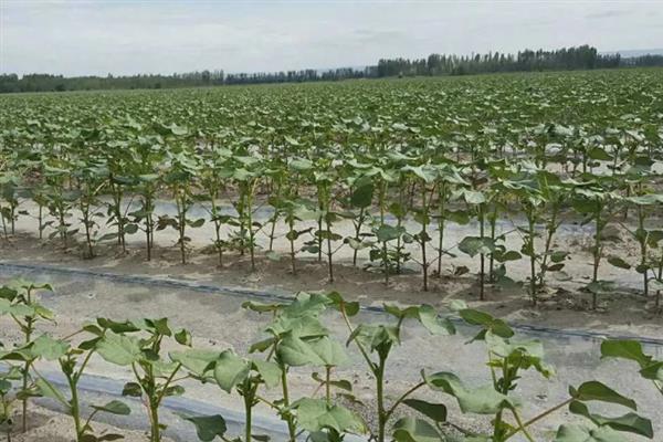 什么土壤适合种植棉花，以土层深厚肥沃、排灌良好的砂质或黏质壤土地块为宜