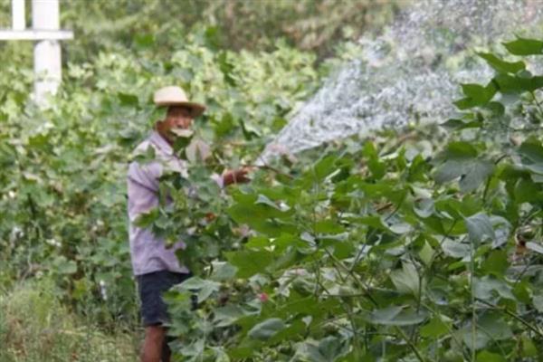 什么土壤适合种植棉花，以土层深厚肥沃、排灌良好的砂质或黏质壤土地块为宜