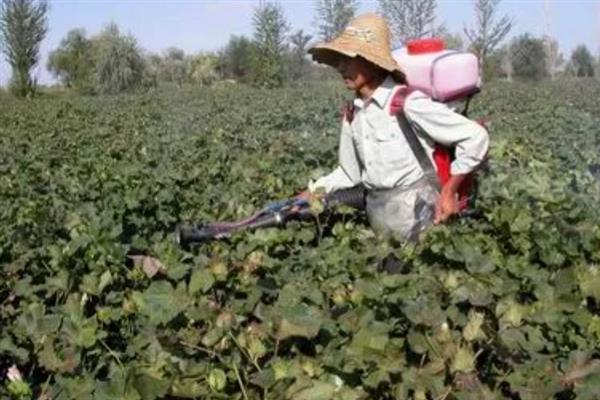 什么土壤适合种植棉花，以土层深厚肥沃、排灌良好的砂质或黏质壤土地块为宜