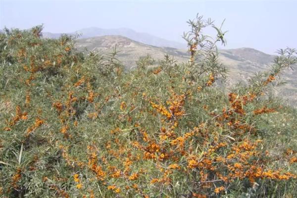 沙棘怎么管理，定植后要在1天内浇水