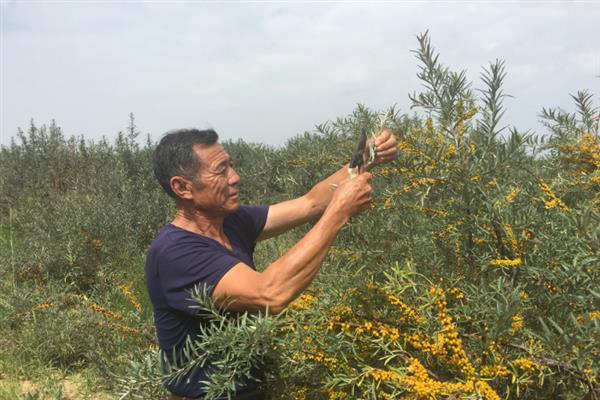 沙棘怎么管理，定植后要在1天内浇水