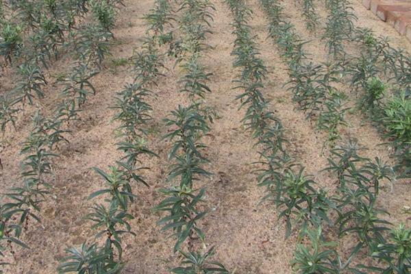沙棘怎么管理，定植后要在1天内浇水