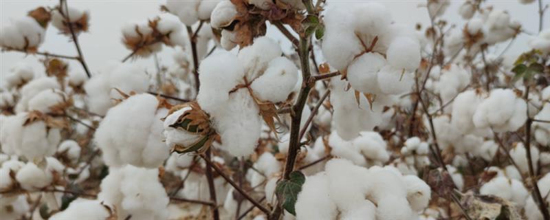 什么土壤适合种植棉花，以土层深厚肥沃、排灌良好的砂质或黏质壤土地块为宜