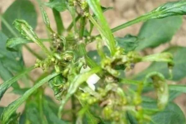 辣椒为什么矮化难挂果，发生病毒病会导致植株变矮